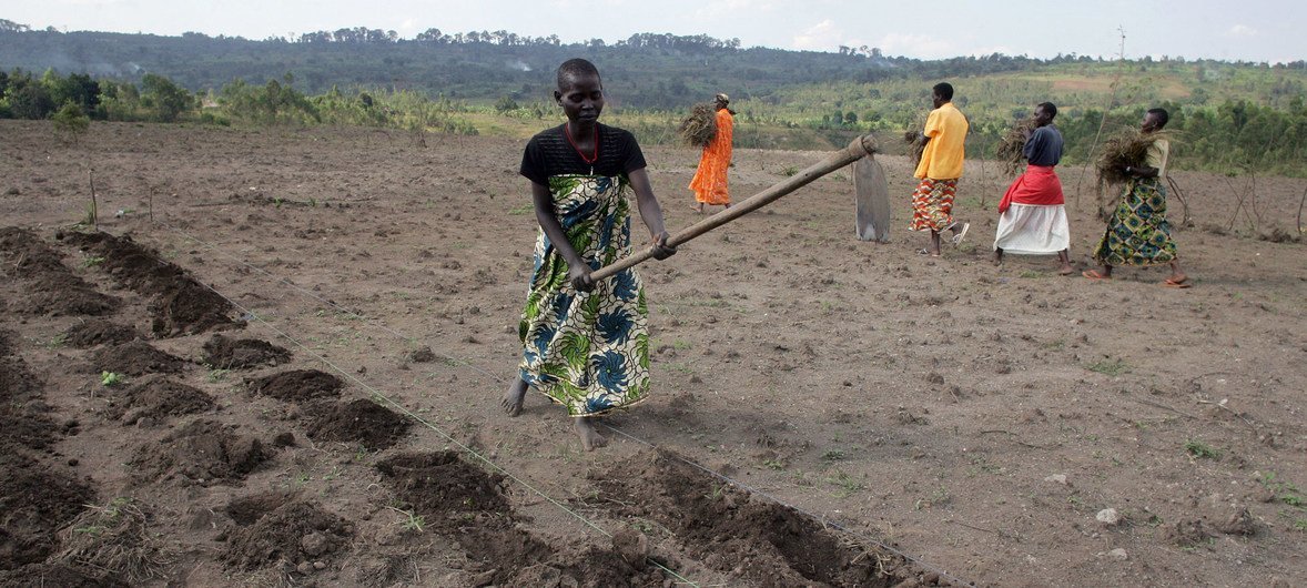 Women from the Batwa community plowing the soil with hoes in preparation for planting potatoes, in Gashikanwa, Burundi.