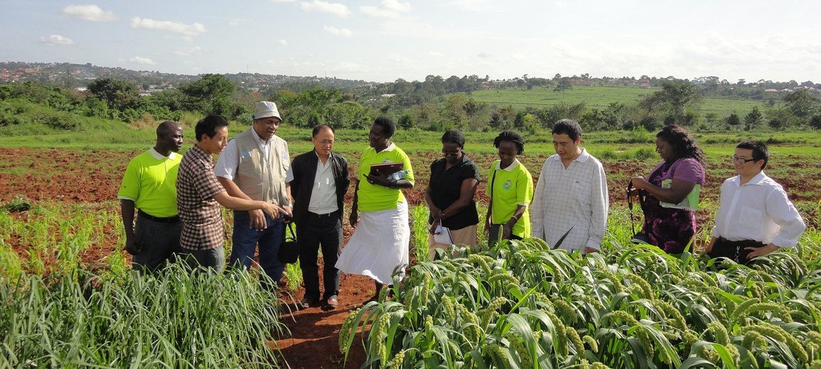 FAO'nun Güney-Güney İşbirliği, Çinli uzmanlar ve Ugandalı çiftçiler arasında işbirliğini ve bilgi paylaşımını teşvik ediyor.