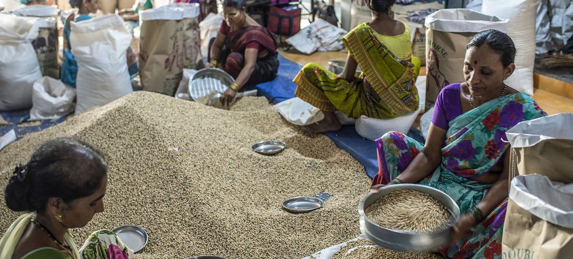 Workers sort through grain at APMC market in Mumbai, India (file photo). Workers sort through grain at APMC market in Mumbai, India (file photo).