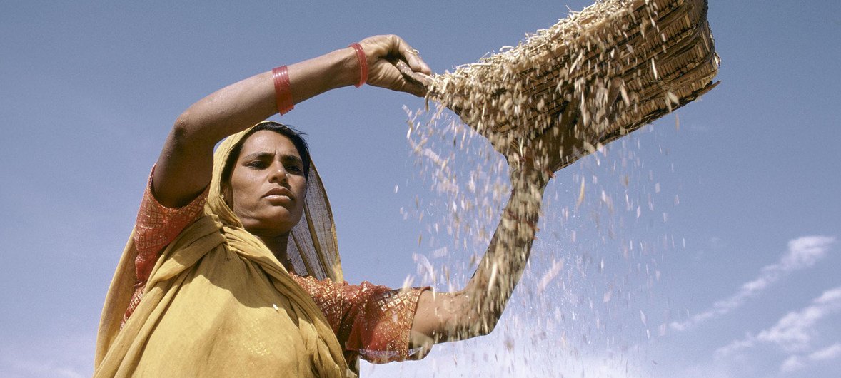 Woman in India shifts grain (stop)